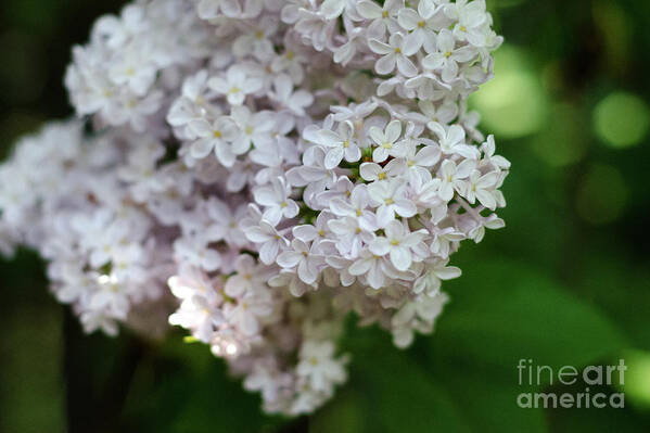 Lilac Art Print featuring the photograph White Lilacs by Laurel Best