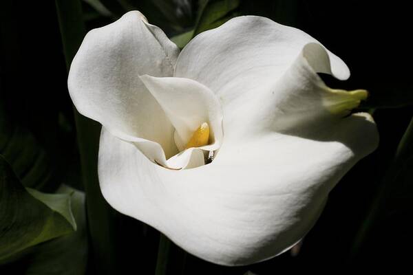 Granger Photography Art Print featuring the photograph White Lily by Brad Granger
