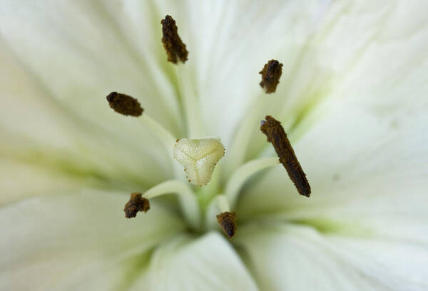 Flower Art Print featuring the photograph White Lily in Macro by Cheryl Day