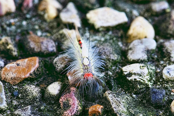 White Marked Tussock Moth Caterpillar Art Print featuring the photograph White Marked Tussock Moth Caterpillar by Josh Bryant