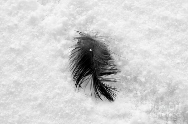 Feather Art Print featuring the photograph White on Black and White by Dean Harte