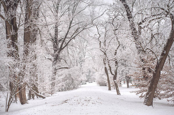 Winter Art Print featuring the photograph White Path to Winter Dream by Jenny Rainbow