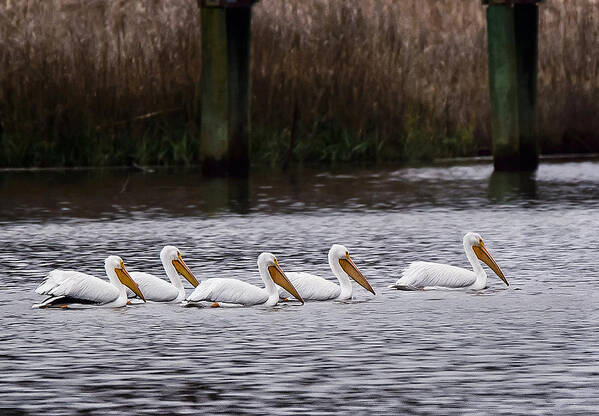 White Pelicans Art Print featuring the photograph White Pelicans by Joe Granita