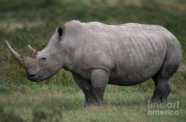 Adult Art Print featuring the photograph White Rhinoceros Ceratotherium Simum by Gerard Lacz