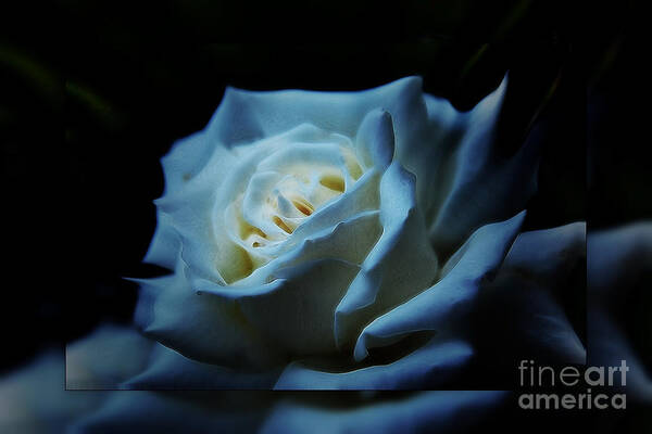 White Roce Art Print featuring the photograph White rose 2 by Elaine Hunter