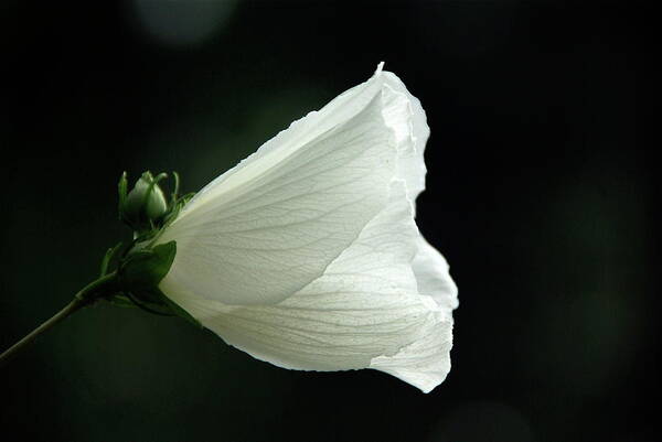 black And White Art Print featuring the photograph White Rose Of Sharon by Byron Varvarigos