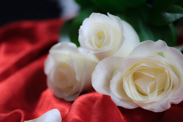 Flowers Art Print featuring the photograph White Roses on Red Satin by Joni Eskridge