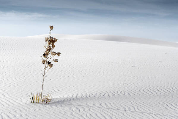 white Sands Art Print featuring the photograph White Sands by Mike Irwin