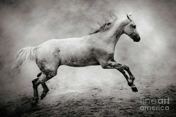 Horse Art Print featuring the photograph White Stallion by Dimitar Hristov