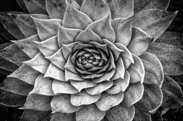 Succulent Art Print featuring the photograph Agave Succulent by Lawrence Knutsson