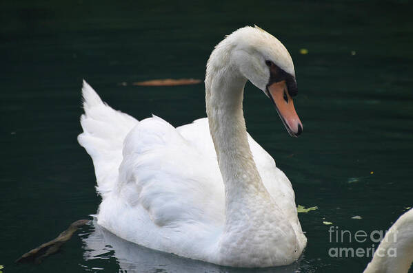 Swan Art Print featuring the photograph White Swan Swimming in a Lake on a Spring Day by DejaVu Designs
