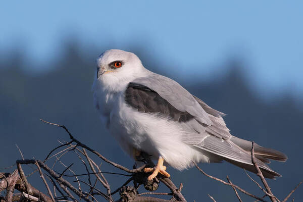 White-tailed Kite Art Print featuring the photograph White Tailed Kite Taking a Break from the Hunt by Kathleen Bishop