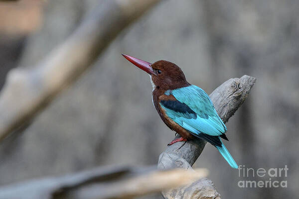 Bird Art Print featuring the photograph White-throated Kingfisher 02 by Werner Padarin