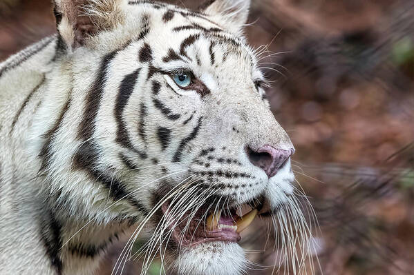 Tiger Art Print featuring the photograph White Tiger 1 by Nadia Sanowar