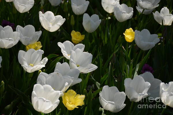 White Tulips Art Print featuring the painting Happy Day by Constance Woods