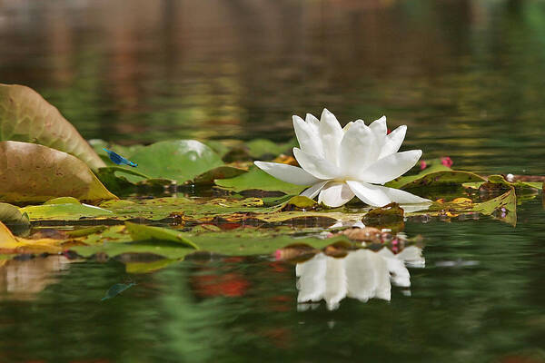 White Waterlily Art Print featuring the photograph White Water Lily with Damselflies by Gill Billington