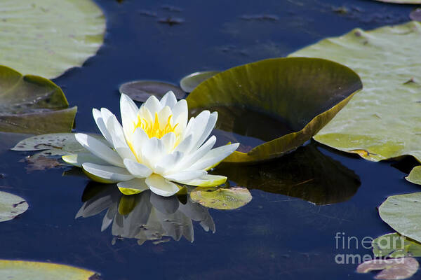 Flower Art Print featuring the photograph White Waterlily by Teresa Zieba