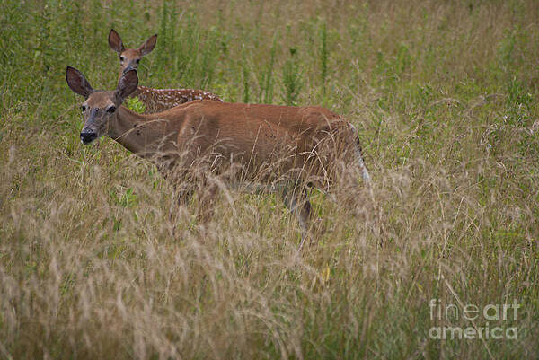 Whitetail Art Print featuring the photograph Whitetail with Fawn 20120707_09a by Tina Hopkins