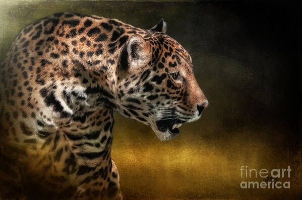 Jaguar Art Print featuring the photograph Who Goes There by Lois Bryan
