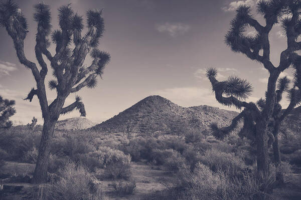 Joshua Tree National Park Art Print featuring the photograph Who We Used to Be by Laurie Search