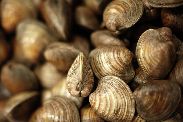 Clams Art Print featuring the photograph Whole Clams by Todd Klassy