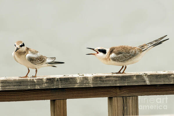 Terns Art Print featuring the photograph Why won't you listen by Sam Rino