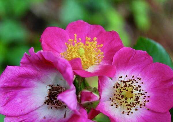 Photograph Art Print featuring the photograph Wilberry Breeze Roses by M E