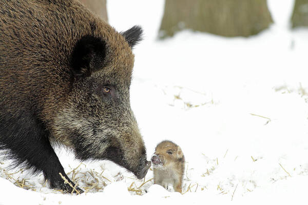 Adult Female Art Print featuring the photograph Wild Boar Mother And Baby by Duncan Usher