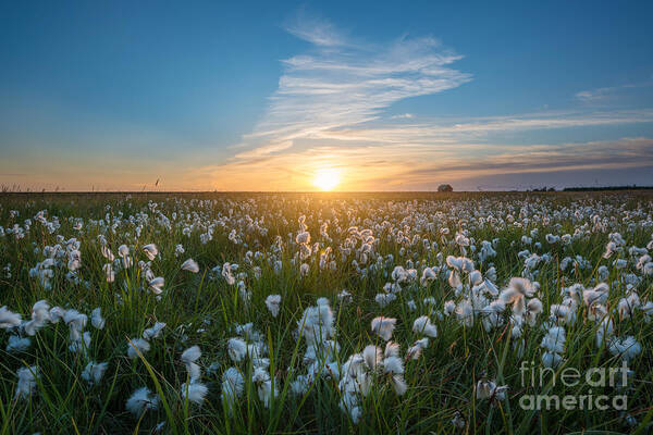 Cotton Field Art Print featuring the photograph Wild Cotton Field In Iceland by Michael Ver Sprill