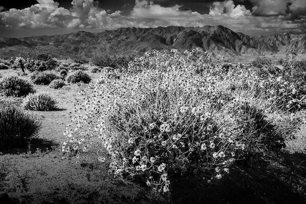 Art Art Print featuring the photograph Wild Desert Flowers Blooming in Black and White in the Anza-Borrego Desert State Park by Randall Nyhof