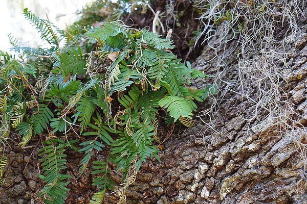 Ferns Art Print featuring the photograph Wild Ferns by Laurie Perry