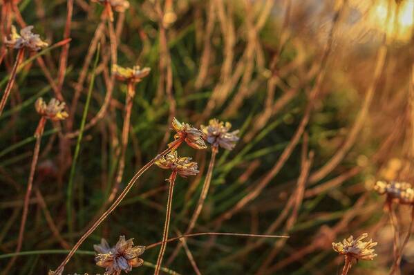 Wild Flowers Art Print featuring the photograph Wild flowers by Claire Whatley