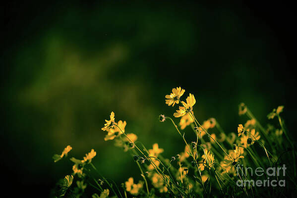 Wild Flowers Art Print featuring the photograph Evening Wild Flowers by Kelly Wade