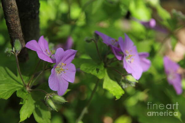  Art Print featuring the photograph Wild Geraniums by David Frederick