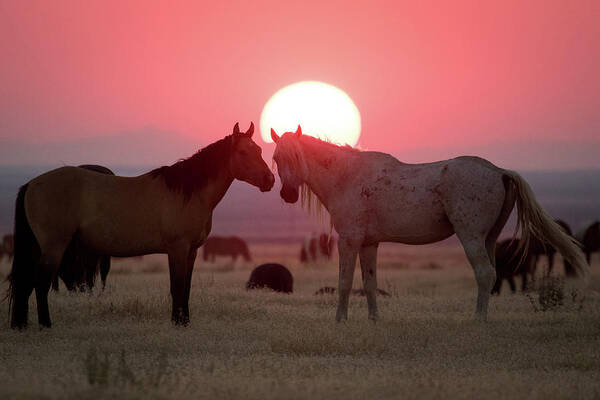 Wild Horse Art Print featuring the photograph Wild Horse Sunset by Wesley Aston