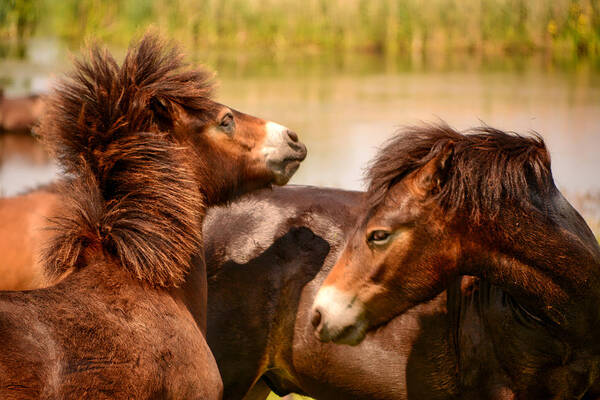 Nature Art Print featuring the photograph Wild Horses 5 by Ingrid Dendievel