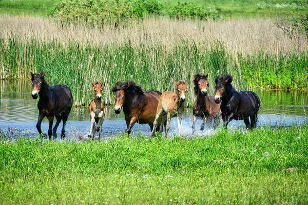 Nature Art Print featuring the photograph Wild Horses 6 by Ingrid Dendievel
