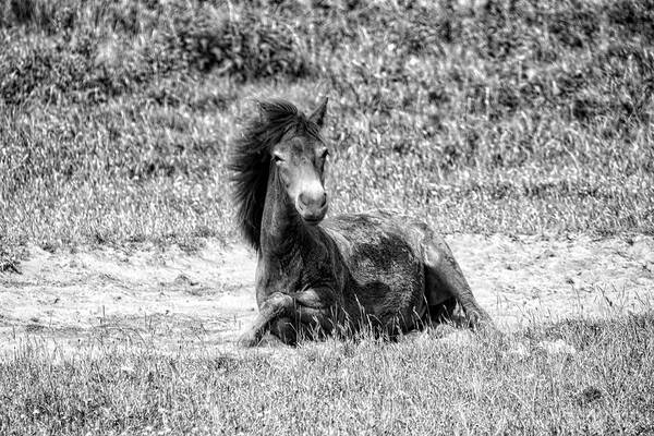 Animals Art Print featuring the photograph Wild Horses BW3 by Ingrid Dendievel