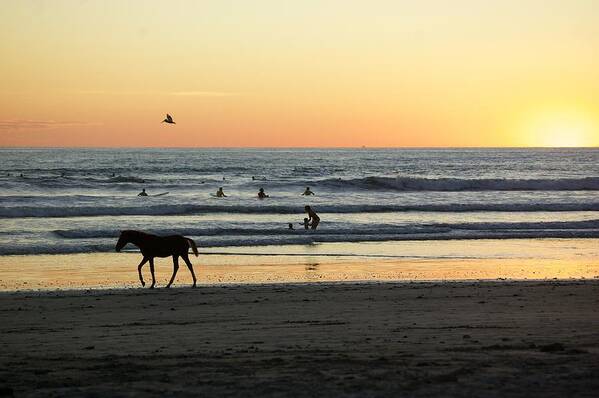  Art Print featuring the photograph Wild Horses Costa Rica by Taylynn Hunt