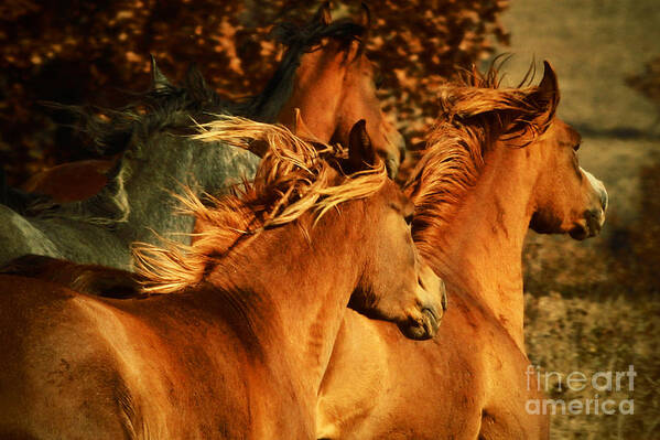 Horse Art Print featuring the photograph Wild Horses by Dimitar Hristov
