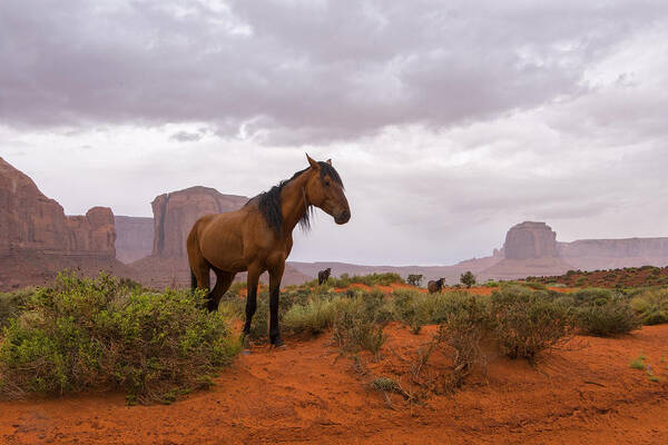 Horses Art Print featuring the photograph Wild Horses of Monument Valley by Brad Scott