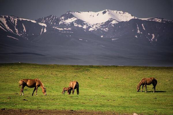 Wildlife Art Print featuring the photograph Wild horses in Tian Shan by Robert Grac
