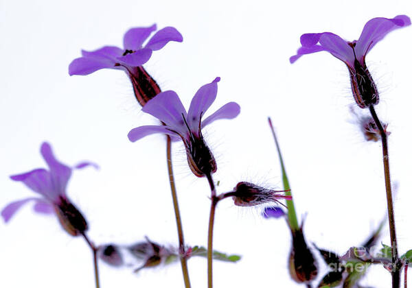 Macro Art Print featuring the photograph Wild Knotted Cranesbill by Stephen Melia