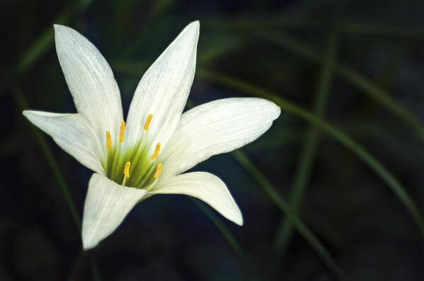 Lily Art Print featuring the photograph Wild Lily by Carolyn Marshall