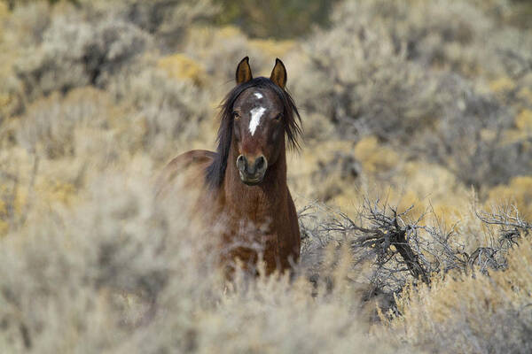 Horses Art Print featuring the photograph Wild Mustang Stallion by Waterdancer 