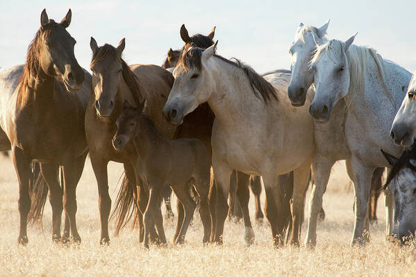 Wild Horses Art Print featuring the photograph Wild Mustangs by Wesley Aston