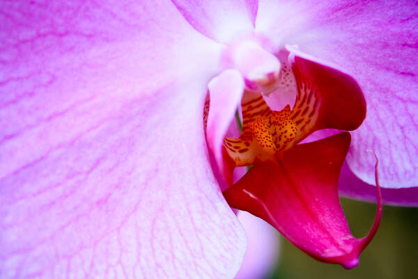 Orchid Art Print featuring the photograph Wild Orchid 2 by Jonathan Hansen