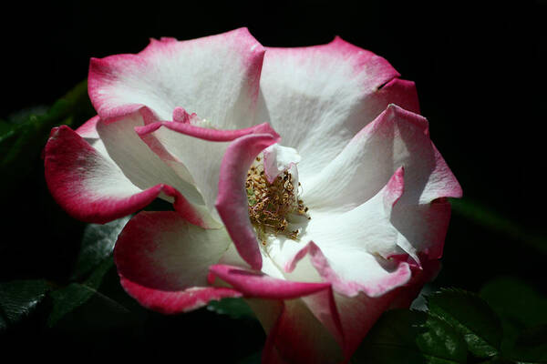 Rose Art Print featuring the photograph Wild Rose by Cheryl Day