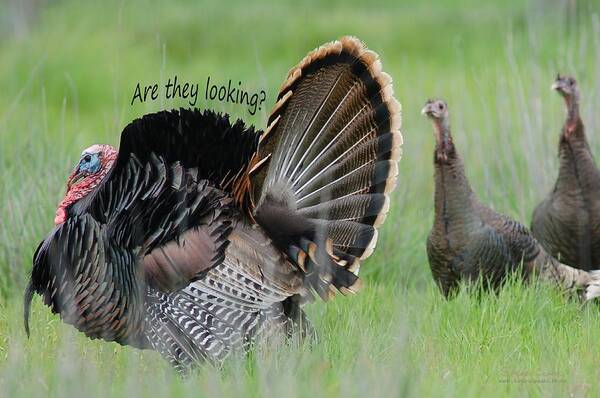  Art Print featuring the photograph Wild Turkey said Are they Looking by Sherry Clark