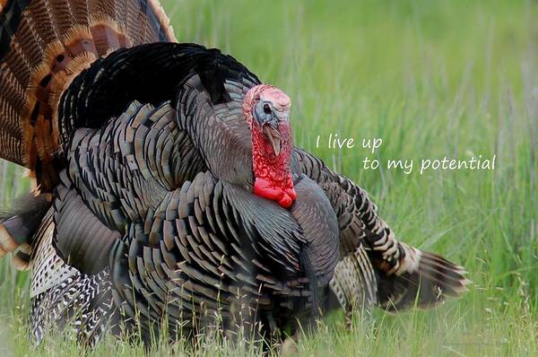 Poster Art Print featuring the photograph Wild Turkey said I Live Up to my Potential by Sherry Clark